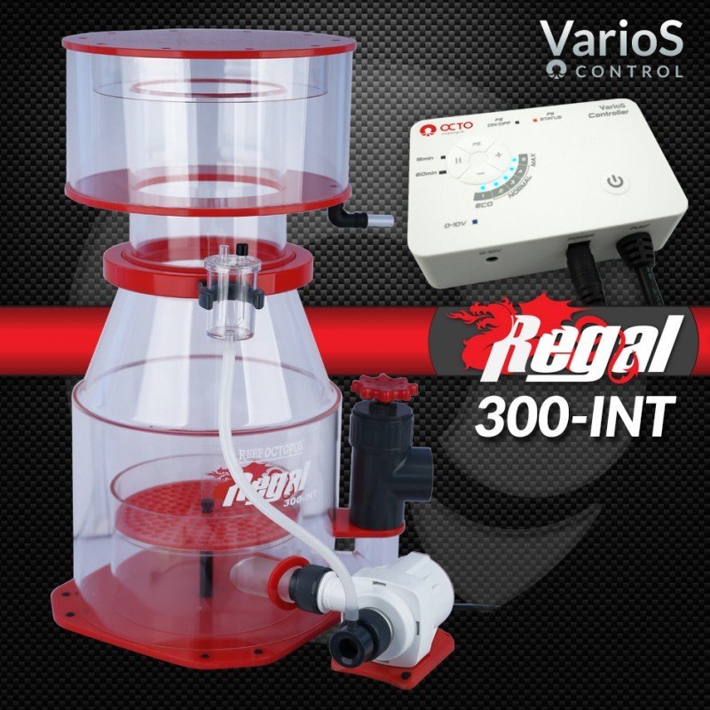REEF OCTOPUS - REGAL 300 int