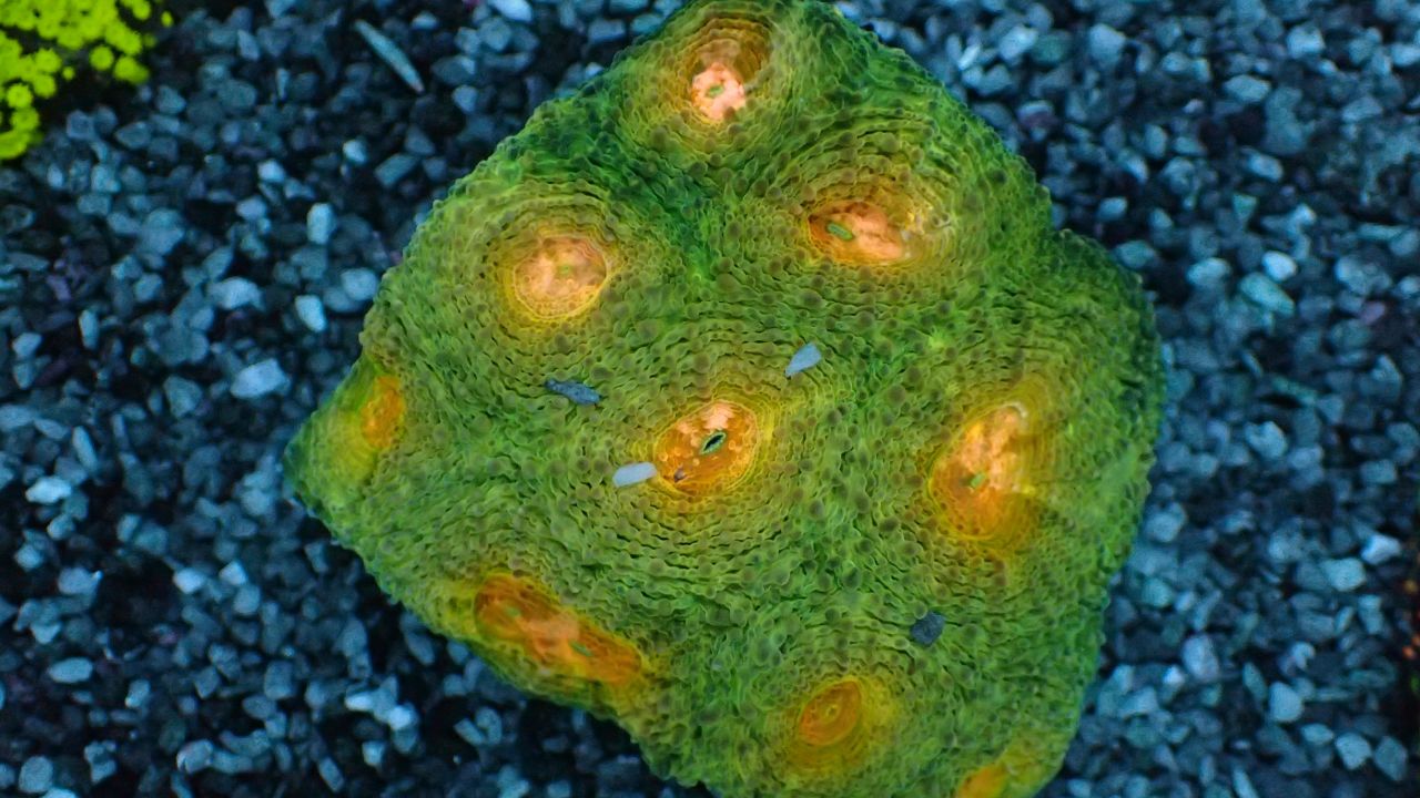 Acanthastrea echinata 2