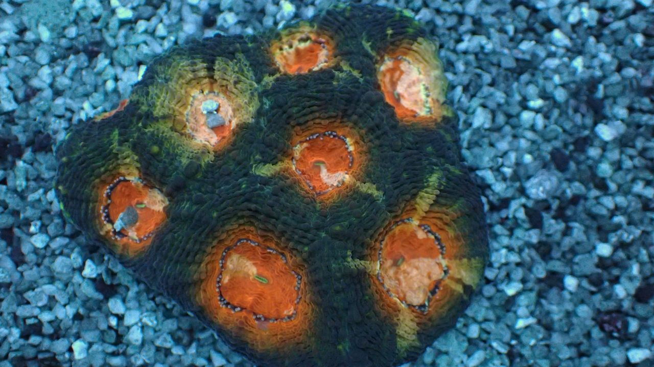 Acanthastrea echinata 3